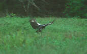 Horned Screamer, Amazonas, July 2001 - click for larger image