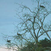 Horned Screamer, Amazonas, July 2001 - click for larger image