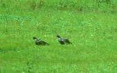 Horned Screamer, Pará, February 2002 - click for larger image