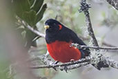 Scarlet-bellied Mountain Tanager, Montaña del Oso, Cundinamarca, Colombia, April 2012 - click for larger image