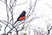 Scarlet-bellied Mountain Tanager, Chingaza, Cundinamarca, Colombia, April 2012 - click for larger image