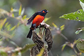 Scarlet-bellied Mountain Tanager, Abra Calla Calla, Amazonas, Peru, October 2018 - click for larger image