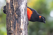 Scarlet-bellied Mountain Tanager, Yanacocha, Ecuador, November 2019 - click for larger image