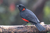 Scarlet-bellied Mountain Tanager, Yanacocha, Ecuador, November 2019 - click for larger image