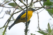 Lacrimose Mountain Tanager, Nevado de Ruiz, Caldas, Colombia, April 2012 - click for larger image