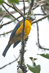 Lacrimose Mountain Tanager, Nevado de Ruiz, Caldas, Colombia, April 2012 - click for larger image