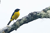 Black-cheeked Mountain Tanager, San Lorenzo Ridge, Serra Nevada de Santa Marta, Magdalena, Colombia, April 2012 - click for larger image