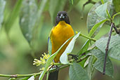 Black-chinned Mountain Tanager, Amagusa Reserve, Pichincha, Ecuador, November 2019 - click for larger image