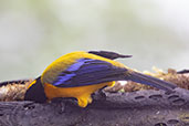 Black-chinned Mountain Tanager, Amagusa Reserve, Pichincha, Ecuador, November 2019 - click for larger image