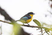 Blue-winged Mountain Tanager, Aguas Verdes, San Martin, Peru, October 2018 - click for larger image