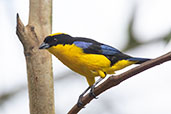 Blue-winged Mountain Tanager, Refugio Paz de las Aves, Pichincha, Ecuador, November 2019 - click for larger image