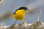 Blue-winged Mountain Tanager, Refugio Paz de las Aves, Pichincha, Ecuador, November 2019 - click for larger image