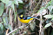 Blue-winged Mountain Tanager, near Cuyuja, Ecuador, November 2019 - click for larger image