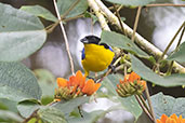 Blue-winged Mountain Tanager, Cabanas San Isidro, Ecuador, November 2019 - click for larger image