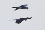 Hyacinth Macaw, Carajás, Pará, Brazil, October 2005 - click for larger image