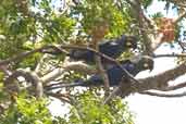 Lear's Macaw, near Jeremoabo, Bahia, Brazil, March 2004 - click for larger image