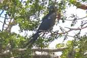 Lear's Macaw, near Jeremoabo, Bahia, Brazil, March 2004 - click for larger image