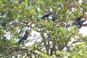 Lear's Macaw, near Jeremoabo, Bahia, Brazil, March 2004 - click for larger image