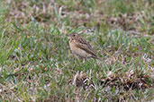 Paramo Pipit, Cruz Conga, Cajamarca, Peru, October 2018 - click for larger image