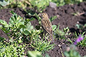 Paramo Pipit, Yanacocha, Pichincha, Ecuador, November 2019 - click for larger image