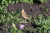 Paramo Pipit, Yanacocha, Pichincha, Ecuador, November 2019 - click for larger image