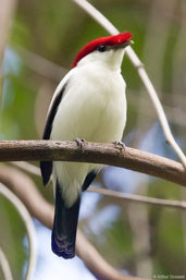 Male Araripe Manakin, Chapada do Araripe, Ceará, Brazil, October 2008 - click for larger image