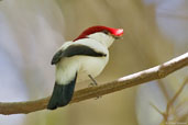 Male Araripe Manakin, Chapada do Araripe, Ceará, Brazil, October 2008 - click for larger image