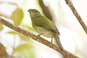 Female Araripe Manakin, Chapada do Araripe, Ceará, Brazil, October 2008 - click for larger image