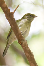 Female Araripe Manakin, Chapada do Araripe, Ceará, Brazil, October 2008 - click for larger image