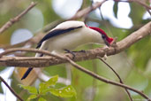 Male Araripe Manakin, Chapada do Araripe, Ceará, Brazil, October 2008 - click for larger image