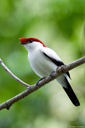 Male Araripe Manakin, Chapada do Araripe, Ceará, Brazil, October 2008 - click for larger image