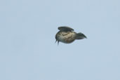 Correndera Pipit, near Cassino, Rio Grande do Sul, Brazil, August 2004 - click for larger image