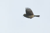 Correndera Pipit, near Cassino, Rio Grande do Sul, Brazil, August 2004 - click for larger image