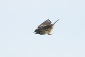 Correndera Pipit, near Cassino, Rio Grande do Sul, Brazil, August 2004 - click for larger image