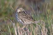 Correndera Pipit, near Cassino, Rio Grande do Sul, Brazil, August 2004 - click for larger image