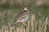 Correndera Pipit, near Cassino, Rio Grande do Sul, Brazil, August 2004 - click for larger image