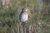 Correndera Pipit, near Cassino, Rio Grande do Sul, Brazil, August 2004 - click for larger image