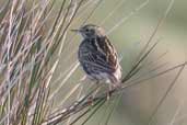 Correndera Pipit, near Cassino, Rio Grande do Sul, Brazil, August 2004 - click for larger image