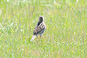 Correndera Pipit, Caulin, Chiloe, Chile, December 2005 - click for larger image