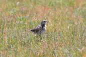 Correndera Pipit, Caulin, Chiloe, Chile, December 2005 - click for larger image