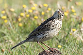 Correndera Pipit, Lagoa do Peixe, Rio Grande do Sul, Brazil, October 2022 - click for larger image