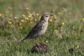 Correndera Pipit, Lagoa do Peixe, Rio Grande do Sul, Brazil, October 2022 - click for larger image