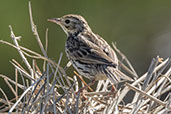 Correndera Pipit, Lagoa do Peixe, Rio Grande do Sul, Brazil, October 2022 - click for larger image