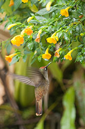 Blossomcrown, Sierra Nevada de Santa Marta, Magdalena, Colombia, April 2012 - click for larger image