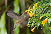 Blossomcrown, Sierra Nevada de Santa Marta, Magdalena, Colombia, April 2012 - click for larger image