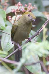 Female Helmeted Manakin, Chapada Diamantina, Bahia, Brazil, July 2002 - click for larger image