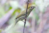 Female Helmeted Manakin, Chapada Diamantina, Bahia, Brazil, July 2002 - click for larger image