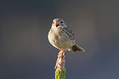 Hellmayr's Pipit, Campos de Jordao, Sao Paulo, Brazil, October 2022 - click for larger image