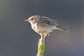 Hellmayr's Pipit, Campos de Jordao, Sao Paulo, Brazil, October 2022 - click for larger image