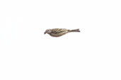 Hellmayr's Pipit, Sao Francisco de Paula, Rio Grande do Sul, Brazil, October 2022 - click for larger image